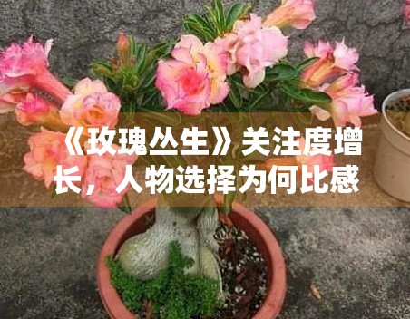 《玫瑰丛生》关注度增长，人物选择为何比感情推进更能抓住观众